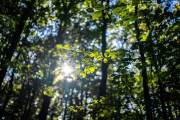 Obraz premium Abstract green nature background, selective focus. Green leaf background. Greenery backdrop. Forest background. Green nature background. Green leaf in forest. Leaves backdrop.