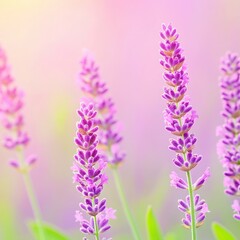 Obraz premium Delicate Lavender Blooms in Soft Pastel Light Summer Field
