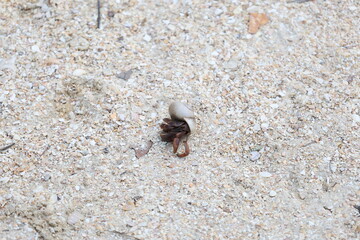Hermit crab on the beach sand small rock ground