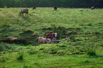 Cows graze on the Brazilian fazenda, Rio Grande do Sul
