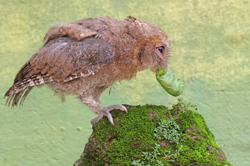Fototapeta premium A Javan scops owl preys on a green caterpillar on moss-covered ground. This nocturnal bird has the scientific name Otus lempiji.