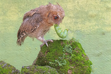 A Javan scops owl preys on a green caterpillar on moss-covered ground. This nocturnal bird has the...