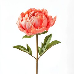 Beautiful Coral Peony Flower with Green Leaves on White Background