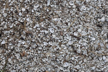 Old shell and small stones