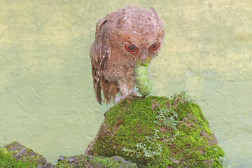 A Javan scops owl preys on a green caterpillar on moss-covered ground. This nocturnal bird has the...