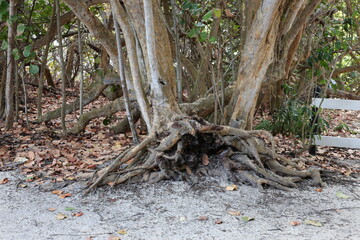 roots of a tree forest tree old tree