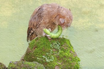 A Javan scops owl preys on a green caterpillar on moss-covered ground. This nocturnal bird has the...