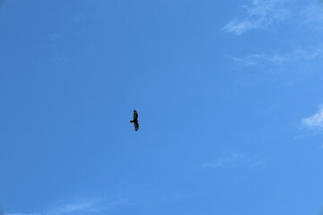 birds in the blue sky