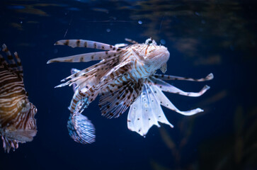 Antenna lionfish close-up. Pterois antennata in an aquarium. 