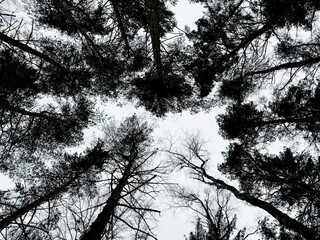 Silhouettes of trees against the sky