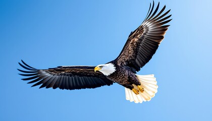 Fototapeta premium Majestic Bald Eagle in Flight Soaring High Above the Clear Blue Sky A Breathtaking Display of Nature's Power and Freedom