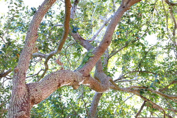 Large green iguana climbing on tree