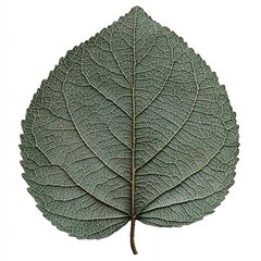 Obraz premium Intricate Leaf Vein Texture: A Close-Up Study of Nature's Design. High-resolution botanical photography showcasing the detailed structure and pattern of a single leaf.