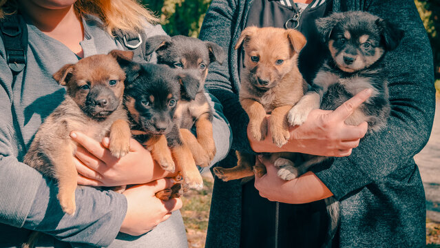 two women in gray clothes with armfuls of mongrel puppies