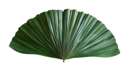 Diagonal palm leaf composition nature setting high fidelity tropical environment close-up view organic concept isolated on transparent background png