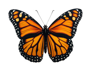 Fototapeta premium Majestic monarch butterfly displaying vibrant colors in nature high fidelity isolated on transparent background png