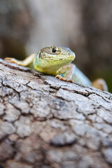 Close up portrait of a Balcan green lizard or lacerta trilineata sitting on the tree trunk, blurry brown background