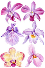 Orchid flower. Delicate watercolor orchid flowers isolated white background botanical illustration, tropical nature art © Hanna