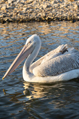 Close up portrait of a Dalmatian pelican or Pelecanus crispus during migratory season on the Kerkini lake National Park, Greece
