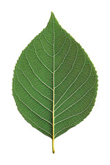 Detailed walnut leaf botanical study nature background close-up high fidelity representation isolated on transparent background png