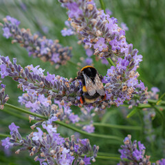a bumble bee foraging in the lavender