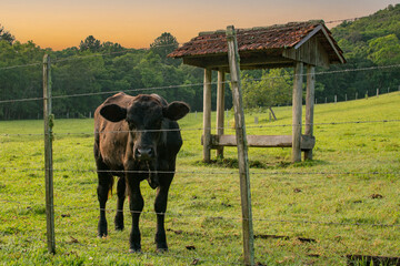 Cows graze on the Brazilian fazenda, Rio Grande do Sul