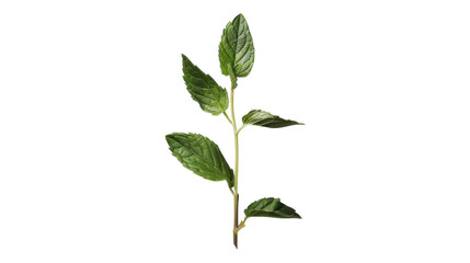 Obraz premium Fresh mint leaves growing in a bright, sunlit environment transparent background