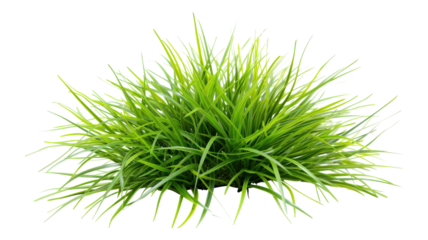 Bright and Fresh Green Grass Isolated on White Background for Use in Graphic Design, Nature Projects, and Ecological Themes transparent background