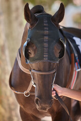 Race horse head detail. Purebred in the hippodrome. Turf