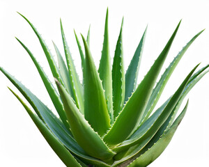 An isolated background of an aloe vera plant with a clipping path