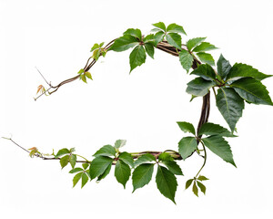 An isolated white background with a twisted wild liana vine plant and a nature frame bordering a jungle