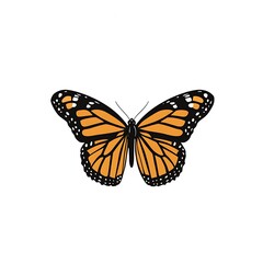 Fototapeta premium Monarch butterfly, orange wings, black markings, detailed illustration.
