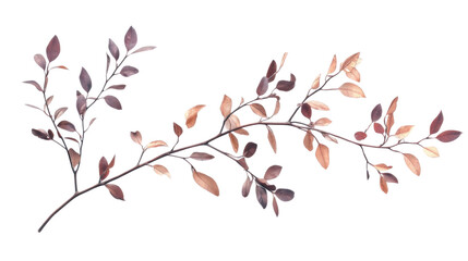 Fototapeta premium Tree branch transparent background