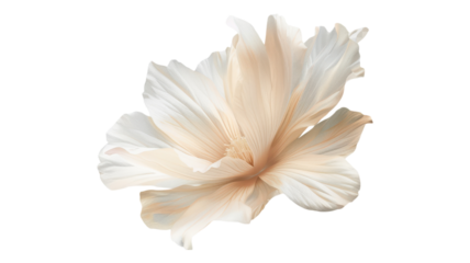 Delicate Flying Beige Flower Isolated on Transparent Background Perfect for Botanical Illustrations and Nature-Themed Designs for Creative Projects transparent background