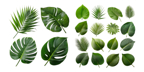 Tropical Green Leaves Collection on Transparent Background
