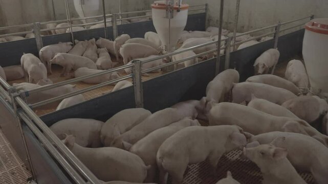 Pigs from a pig farm were captured.