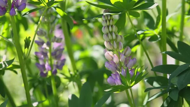 Cluster of purple and white lupine buds surrounded by vibrant green foliage, illuminated by gentle natural sunlight in a garden
