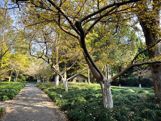 Tranquil Autumn Pathway Surrounded by Lush Trees in a Peaceful Park