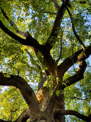 Majestic Canopy: A Serene View from Beneath a Giant Tree