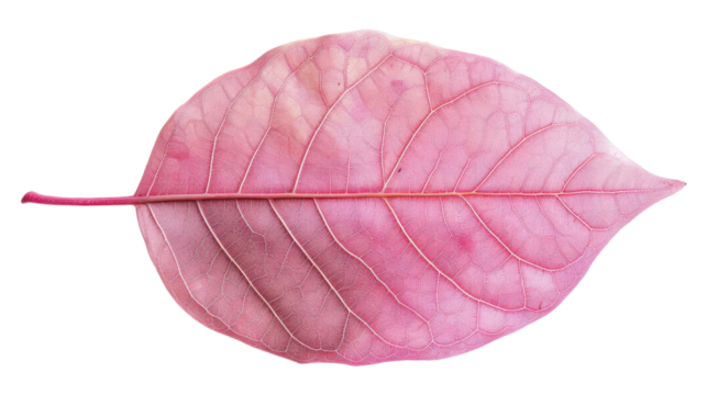 Delicate pink leaf showcasing intricate natural patterns and textures transparent background