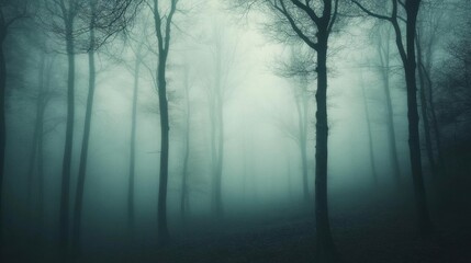 A misty forest scene with tall, shadowy trees creating an eerie atmosphere.
