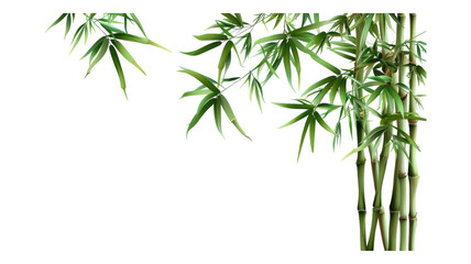 Lush green bamboo swaying gently in a tranquil garden setting transparent background