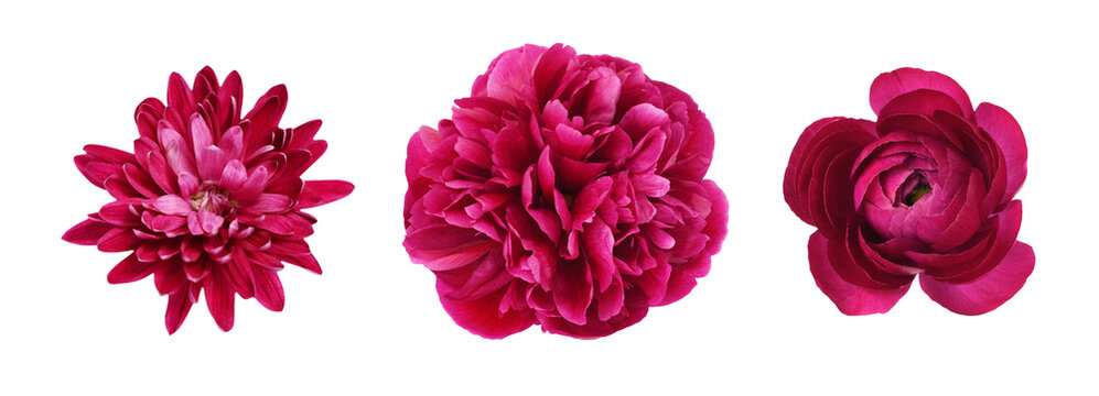 Set of different pink flowers (peony, ranunculus, chrysanthemum) isolated on white or transparent background