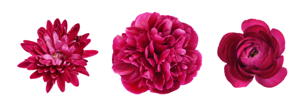 Set of different pink flowers (peony, ranunculus, chrysanthemum) isolated on white or transparent background