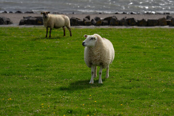 Obraz premium The sheep lamb in the verdant meadows. Sheep on an farm. Sheep eating grass on a field. Sheep grazing in an alpine meadow.