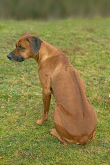 Rhodesian Ridgeback