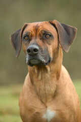 Obraz premium Rhodesian Ridgeback