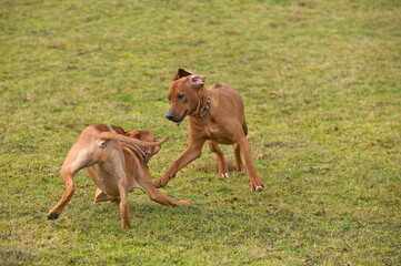 Rhodesian Ridgeback