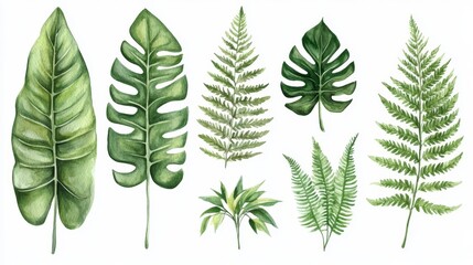Detailed Illustration of Various Green Tropical Leaves on White Background