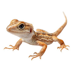 Obraz premium Lizard isolated on transparent background.PNG